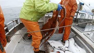 Long Awaited Halibut Haul - Longlining in the Gulf of Alaska