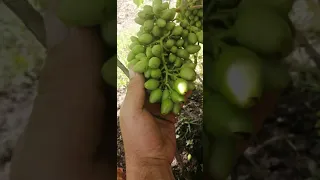 Как прорезать  плотные грозди, чтобы не давились ягоды.