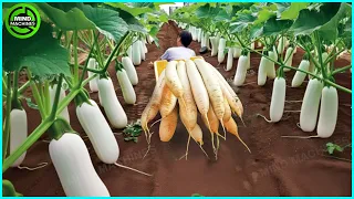 The Most Modern Agriculture Machines That Are At Another Level,How To Harvest White Radish In Farm▶6