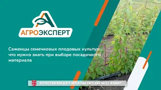 Агроэксперт помогает. Саженцы семечковых плодовых культур: что нужно знать