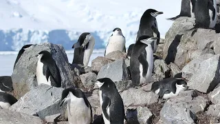 Penguins in Antarctic - making quite a noise!  iceberg in the background