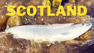 Scotland 2024: River Spey springer fishing