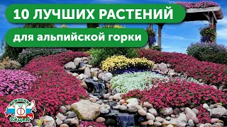 10 ЛУЧШИХ РАСТЕНИЙ ДЛЯ АЛЬПИЙСКОЙ ГОРКИ - Как создать альпийскую горку своими руками