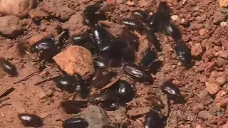 Sacramento Residents Seeing Explosion In Cockroach Population