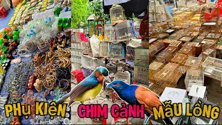 Tại phiên chợ Yên Phúc (Hà Đông) rất nhiều PHỤ KIỆN - MẪU LỒNG - CHIM CẢNH các loại || Đạt Bird TV