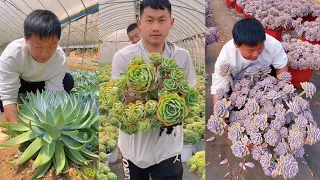 My Succulent Nursery | 多肉植物 | 다육이들 | Suculentas