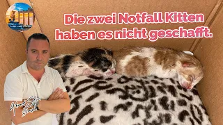 Die zwei Notfall Kitten haben es nicht geschafft.