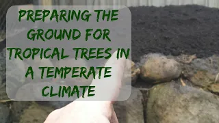 Preparing the ground for tropical trees in a temperate climate