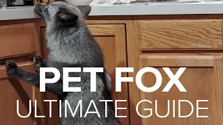 Pet Foxes Get Into Everything & Destroy! - How to Fox Proof Your House