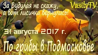 По грибы в Подмосковье 31 августа 2017 г. За Будулая не скажу, а вот лисички вернулись!