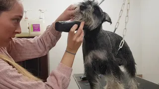 Corte de pelo a maquina de schnauzer Peluqueria canina