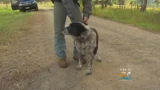 Deaf, Partially Blind Family Dog Saves 3-Year-Old Lost In Wildnerness