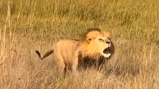 2 Male Lions vs 2 Tsaro Males (Musty & Dusty) | Lion Warfare