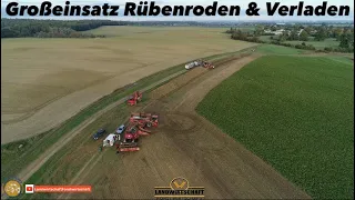 Großeinsatz Rübenroden & Verladen Holmer Maschinen im Ernteeinsatz Zuckerrüben ernte für Anklam