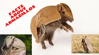 Armadillo Facts | True Facts About The Armadillos | Armadillos | Strangest Animal In The World