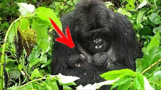 Люди долго не могли прийти в себя, после того как увидели, что эта горилла вынесла из леса!