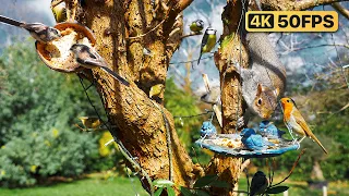 Cat TV for Cats to Watch 😸 Squirrels steal the Bird Food 🕊️🐿️ Bird videos for cats