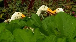 A Look at Indian Runner Ducks | Farm Raised Classics With P. Allen Smith