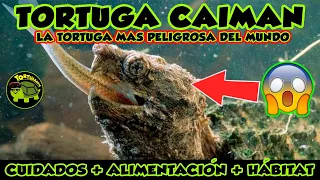 CUIDADOS TORTUGA CAIMAN  (Macrochelys Temminckii)