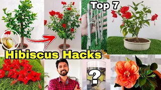 Top 7 Gardening hack for Hibiscus plant | Hibiscus Grafting | Mealybug