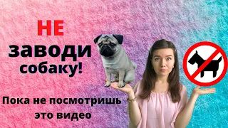 Причины НЕ заводить собаку 🚫🙅‍♀️ Недостатки собак Стоит ли заводить собаку? Минусы жизни с собакой