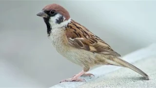 Gauraiya (Sparrow) - Documentary Film