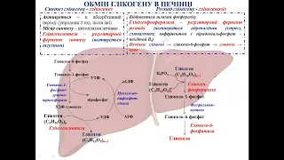 Біохімічні функції печінки. Жовтяниці