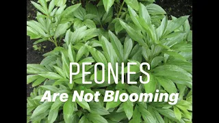 Peonies Are Not Blooming, part II #peony #peonygarden #flowers #cutflowers #flowerfarmer