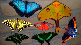 Butterfly & Moth Compilation: MY PETS!!!