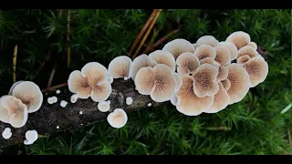 Fascinating Fungi: Invisible Allies in Rewilding