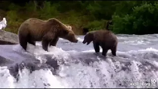 910's cub gives other bear a little attitude Brooks Falls Low cam Explore.org 7-31-2022