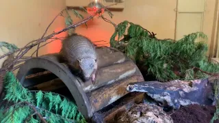 Large Hairy Armadillo at Edinburgh Zoo - 06/02/23