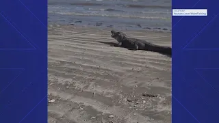 Massive alligator seen eating, lounging on Texas beach