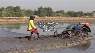Rice cultivation in Bangkok, Thailand