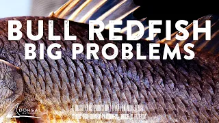 Fly Fishing for Redfish…Big Ones. But Getting A Curse Instead-- The Origins of Dan's Pain