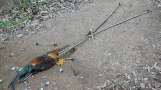 Creative Amazing Primitive Wild Chicken Trap in the Forest for Catching Wild Chicken Work 100%