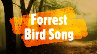 Forrest Bird Song - Over an hour of relaxing natural sounds and tinnitus relief