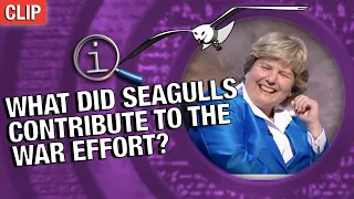 QI | What Did Seagulls Contribute To The War Effort?