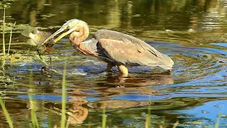 Purple Heron Catches Big Fish | Blissful Birding