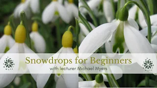 Snowdrops for Beginners - Michael Myers