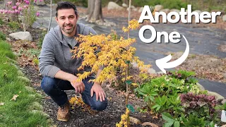 What's Eating Our Japanese Maples? Adding Golden Falls to Our Collection. Plant Road Trip & Shopping
