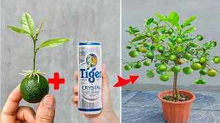 SUPER SPECIAL TECHNIQUE for propagating LEMON trees with tiger beer to root and grow super fast