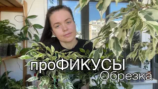 ФИКУСЫ | Обрезка | Небольшой обзор