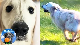 First Run Outside for This Rescue Golden Retriever Dog | The Farm