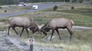 Epic Yellowstone Bull Elk Battle