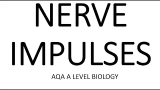NERVE IMPULSES - AQA A LEVEL BIOLOGY + EXAM QUESTIONS RUN THROUGH