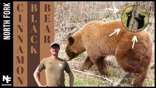 Rare Cinnamon Color Phase Black Bear Shows Up At North Fork! | North Fork Wildlife