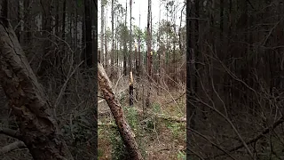 Further Investigation of the Teepee Structure with Possible Tree Sliding Creature 2-25-20