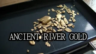 Finding gold nuggets in ancient old growth forests!!