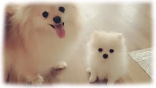 Our tiny white micro / teacup pomeranian puppy